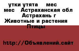 утки,утята. 1 мес, 1,5 мес - Астраханская обл., Астрахань г. Животные и растения » Птицы   